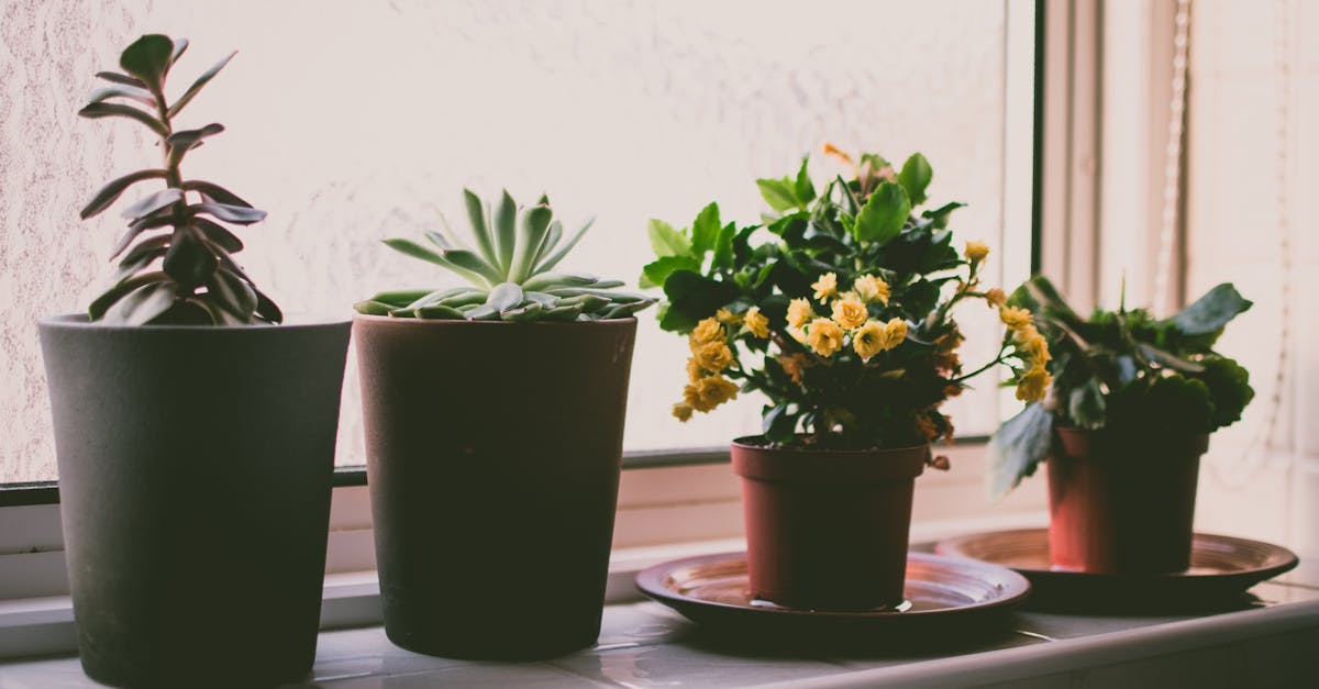 découvrez l'univers fascinant des plantes d'intérieur ! apprenez à choisir, entretenir et embellir votre espace avec des houseplants variés. transformez votre maison en un havre de verdure et de sérénité grâce à nos conseils et astuces.