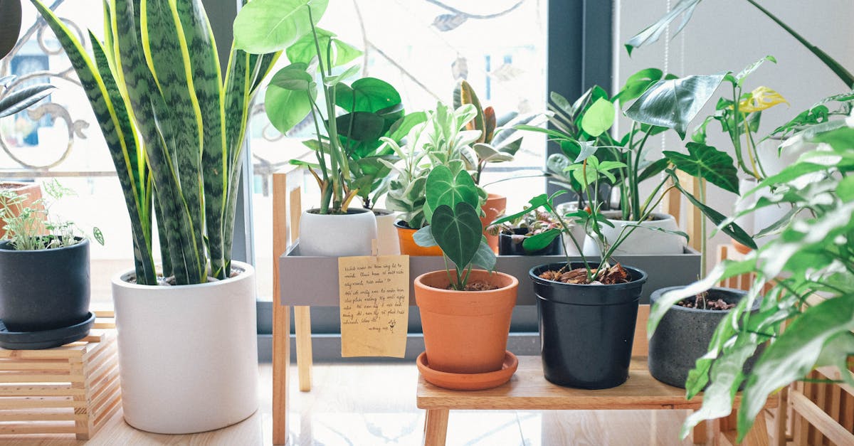 découvrez l'univers fascinant des plantes d'intérieur ! apprenez à choisir, entretenir et décorer votre espace avec des plantes vertes qui égayeront votre maison tout en purifiant l'air. inspirez-vous pour créer un intérieur sain et accueillant.