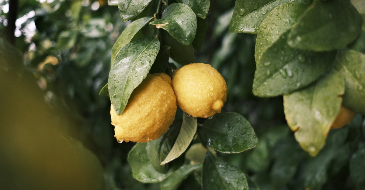 découvrez le monde fascinant du citronnier, un arbre fruitier emblématique aux multiples bienfaits. apprenez à cultiver et entretenir cet arbre pour profiter de ses délicieux citrons tout en embellissant votre jardin.