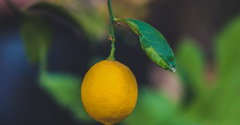 découvrez l'univers apaisant du 'lemon tree', un espace où la nature se mêle à la sérénité. plongez dans une atmosphère relaxante, savourant des moments de fraîcheur et de convivialité au milieu de citrons et de verdure.