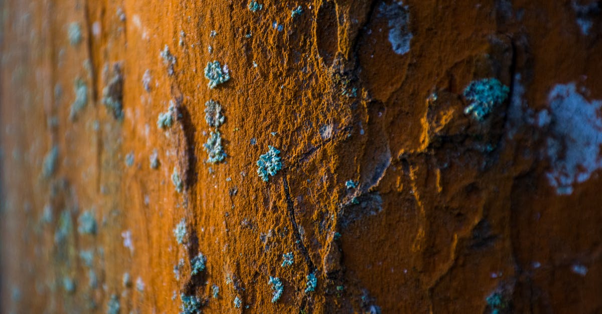 découvrez nos solutions efficaces pour l'élimination des moisissures. protégez votre environnement et améliorez la qualité de l'air chez vous grâce à nos services professionnels de retrait de moisissures.