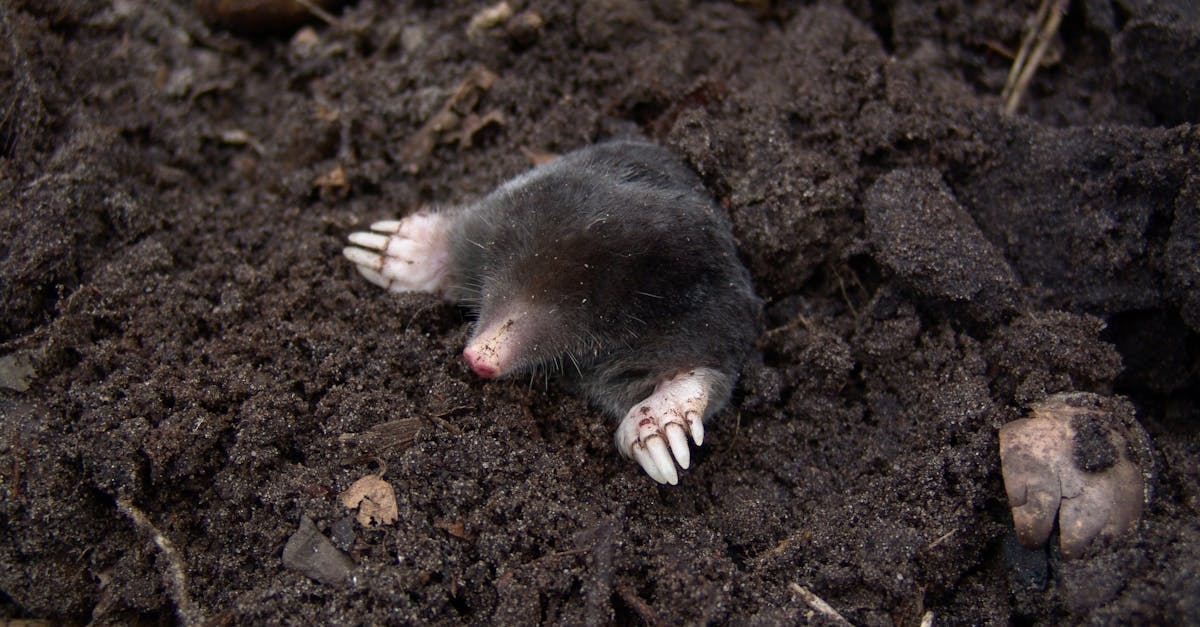 découvrez tout sur les moles : leurs caractéristiques, leur rôle dans la nature et des conseils pour les identifier dans votre jardin. informez-vous sur leur comportement et leur impact sur l'écosystème.