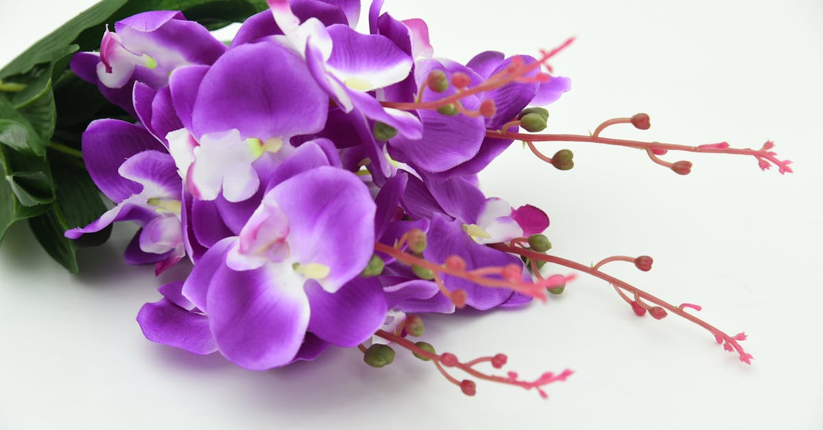 découvrez le monde fascinant des orchidées, des fleurs aux formes et couleurs extraordinaires. apprenez à cultiver et entretenir ces plantes élégantes, idéales pour embellir votre intérieur ou votre jardin. plongez dans l'univers des orchidées et laissez-vous séduire par leur beauté exceptionnelle.