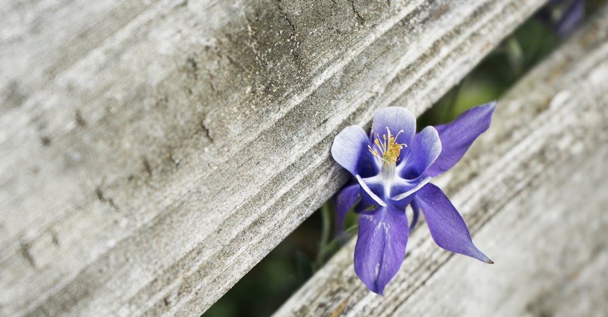 découvrez l'univers fascinant des orchidées, des fleurs exotiques et élégantes, qui apportent une touche de beauté à votre intérieur. explorez les différentes variétés, leurs soins et les conseils pour les cultiver avec succès.