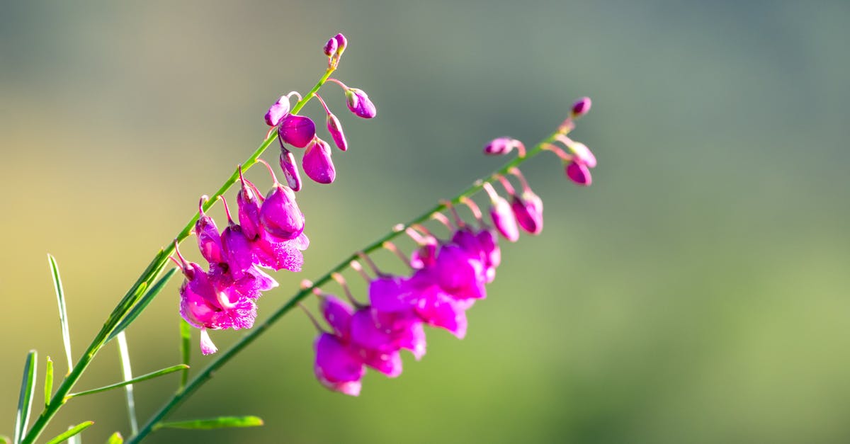 découvrez l'univers fascinant des orchidées, ces fleurs exquises aux formes variées et aux couleurs éclatantes. apprenez à cultiver, entretenir et apprécier ces plantes délicates qui embellissent votre intérieur et votre jardin.