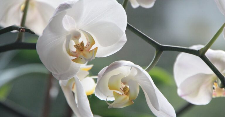découvrez l'univers fascinant des orchidées, ces fleurs exotiques aux couleurs éclatantes et aux formes uniques. apprenez à les cultiver et à les entretenir pour profiter de leur beauté toute l'année.