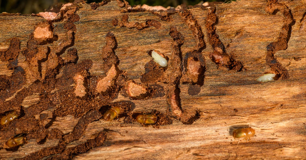découvrez tout ce qu'il faut savoir sur les nuisibles : identification, prévention et traitement. protégez votre maison et votre jardin des insectes et rongeurs nuisibles avec nos conseils pratiques.