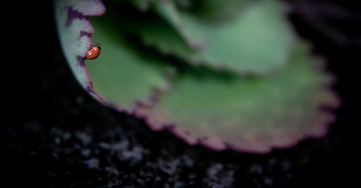 découvrez tout ce que vous devez savoir sur les nuisibles : identification, prévention et solutions efficaces pour protéger votre maison et votre jardin des infestations.