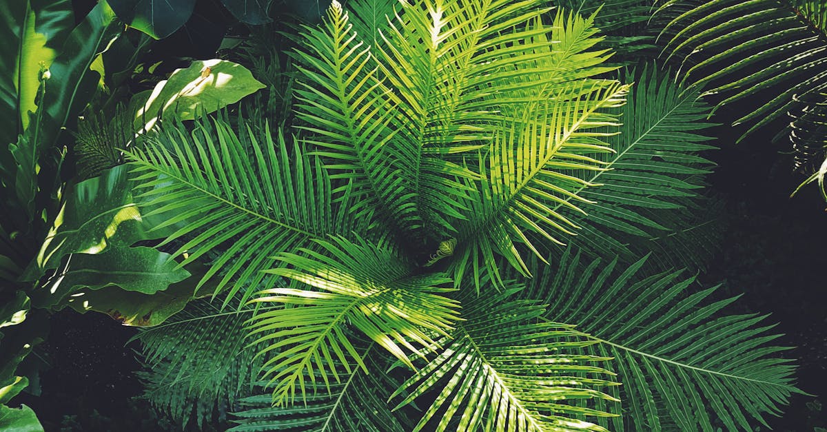 découvrez notre riche sélection de plantes d'intérieur et d'extérieur, idéales pour embellir votre espace de vie ou votre jardin. profitez de conseils d'experts pour choisir et entretenir vos végétaux avec soin.