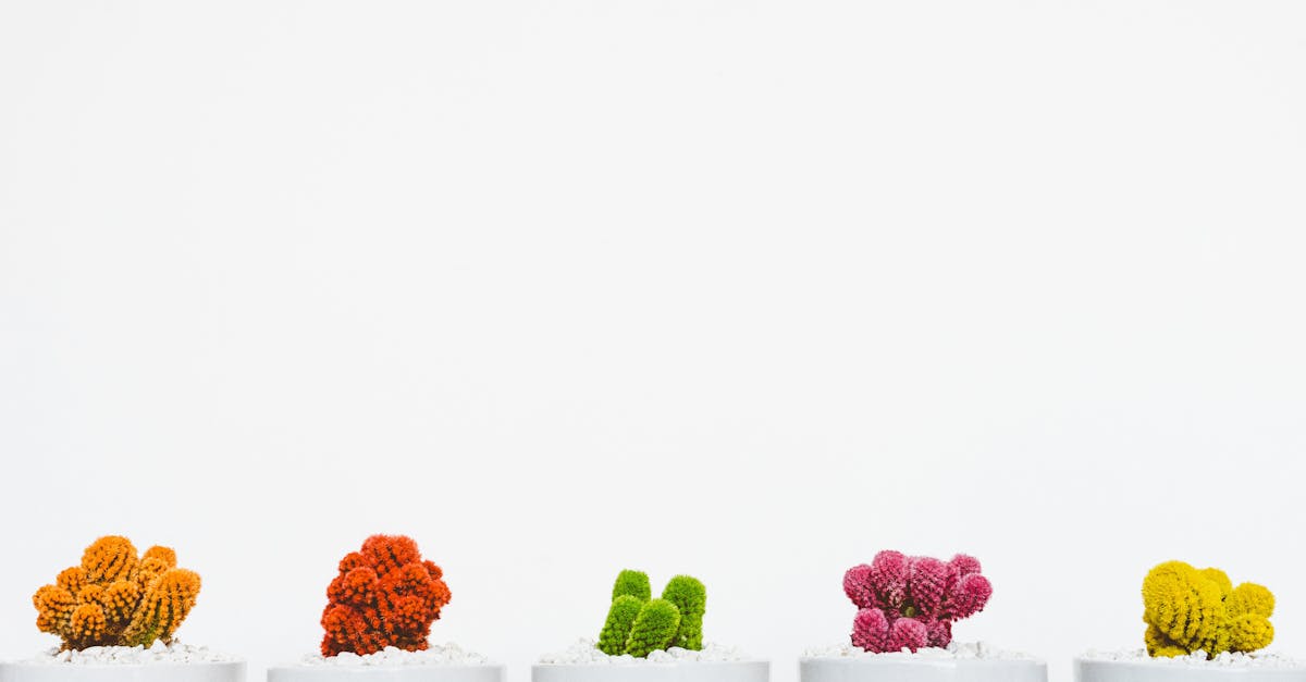 découvrez l'univers fascinant des plantes : des conseils de jardinage, des astuces d'entretien et une sélection variée de plantes d'intérieur et d'extérieur pour embellir votre espace et améliorer votre bien-être.
