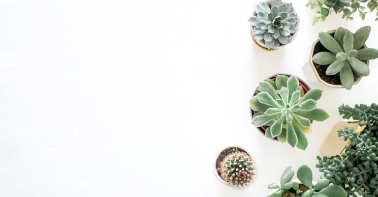 découvrez notre vaste sélection de plantes pour embellir votre intérieur et jardin. que vous soyez débutant ou expert, trouvez des conseils d'entretien et des inspirations pour créer un espace verdoyant et harmonieux.