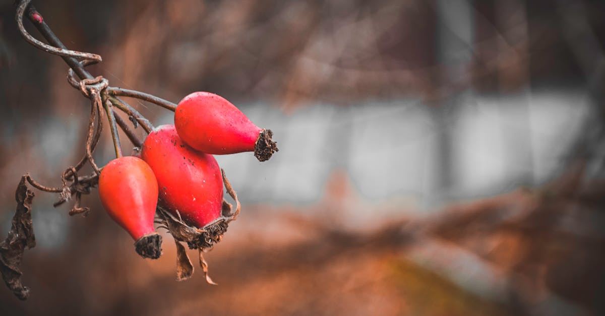 découvrez l'huile de cynorhodon, un trésor naturel riche en vitamines et antioxydants. idéale pour hydrater, apaiser et régénérer la peau, elle est également connue pour ses propriétés anti-âge. adoptez cette huile précieuse dans votre routine beauté pour un teint éclatant et revitalisé.