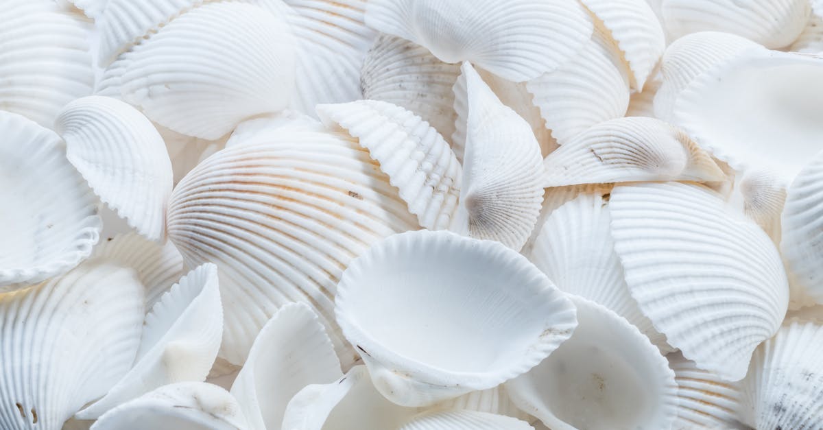 découvrez l'univers fascinant des fruits de mer ! apprenez tout sur les différentes espèces de coquillages, leurs bienfaits pour la santé et des recettes délicieuses pour les déguster. explorez les méthodes de pêche durables et l'importance de protéger nos écosystèmes marins.