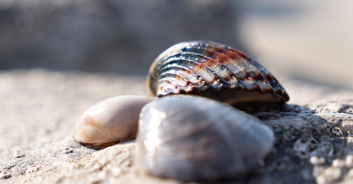 découvrez l'univers savoureux des fruits de mer avec notre guide sur les coquillages. apprenez à les préparer, les cuisiner et les apprécier tout en explorant les différentes variétés et leurs bienfaits nutritionnels. savourez des recettes délicieuses et raffinez vos connaissances sur le monde des coquillages.