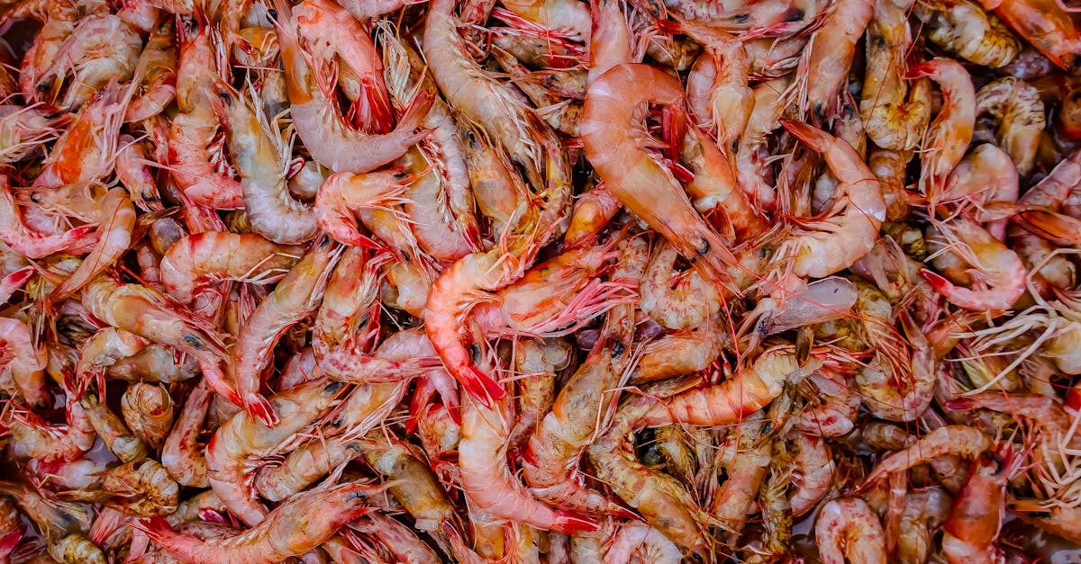 découvrez le monde fascinant des crustacés : des crevettes aux crabes, en passant par les moules et les huîtres. explorez nos recettes savoureuses, astuces de cuisine et bienfaits nutritionnels des fruits de mer dans cet univers marin incontournable.