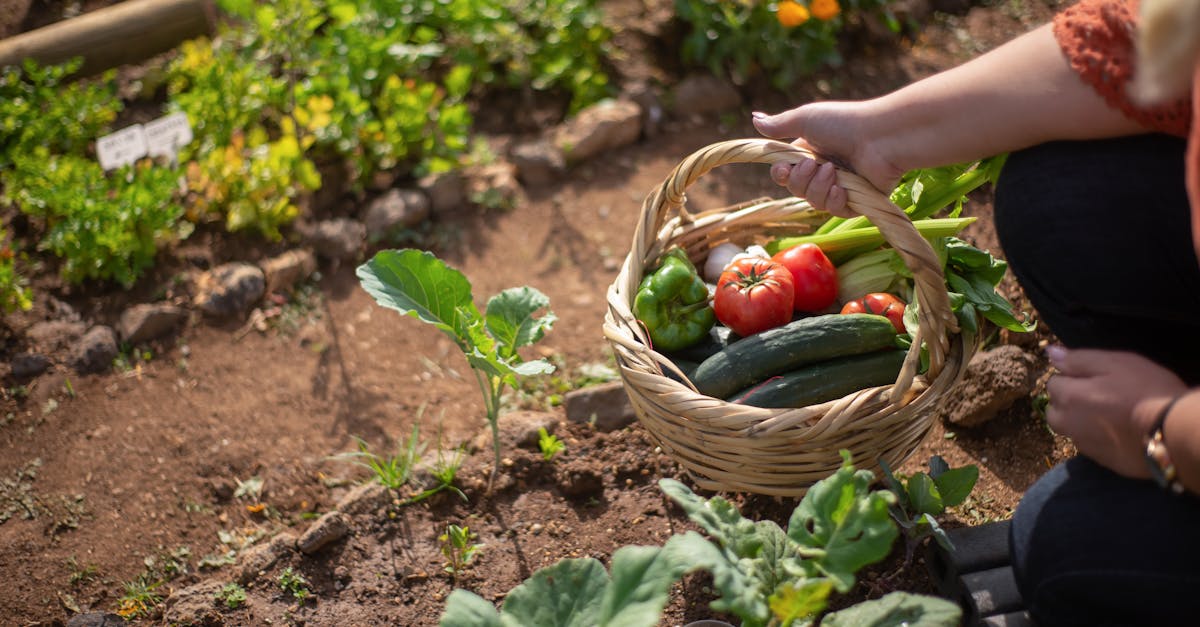 découvrez les associations de légumes qui favorisent la croissance harmonieuse de votre potager. apprenez à combiner les plantes pour optimiser la santé du sol, repousser les nuisibles et améliorer le rendement de vos récoltes.