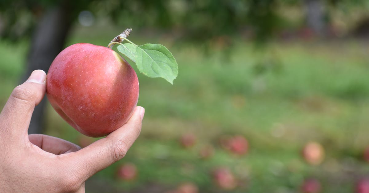 découvrez les bienfaits de la vinaigre de cidre de pomme, un remède naturel aux multiples propriétés. apprenez comment l'utiliser dans votre cuisine et améliorer votre bien-être au quotidien.
